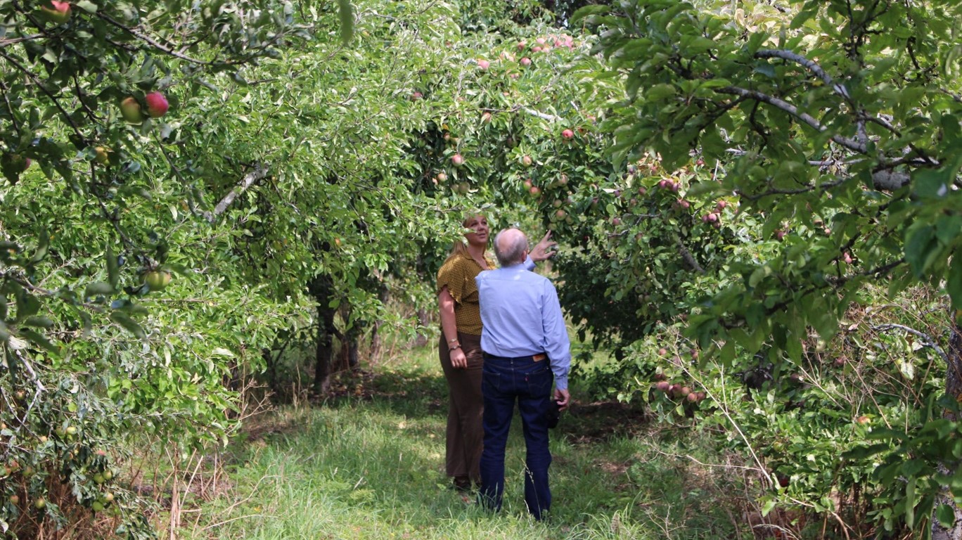 Long shot of Lincoln Agritech's Armin Werner and Joanna Costello standing in an orchard examing at a distance apples on an apple tree.