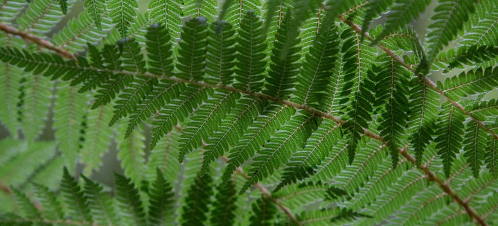 A green fern