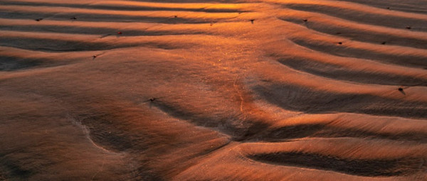 Photo: Rippled sand with a golden glow from the sun on it.