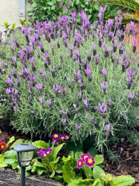 Photo of purple flowers in a garden